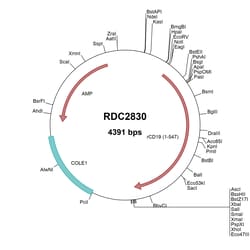 R&D Systems&trade;&nbsp;Rat CD19 (NP_001013255) VersaClone cDNA