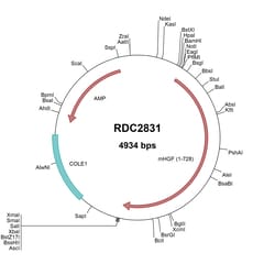 R&D Systems&trade;&nbsp;Mouse HGF (NP_034557) VersaClone cDNA