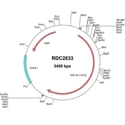 R&D Systems&trade;&nbsp;Human NF-M (AAH96757) VersaClone cDNA