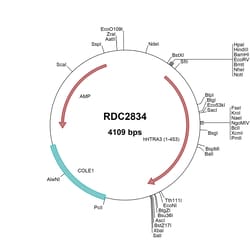 R&D Systems&trade;&nbsp;Human HTRA3 (NP_444272) VersaClone cDNA