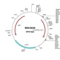 R&D Systems&trade;&nbsp;Cynomolgus Monkey CD79B (XP_005584742) VersaClone cDNA