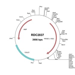R&D Systems&trade;&nbsp;Rat RAGE/AGER (AAA42027) VersaClone cDNA