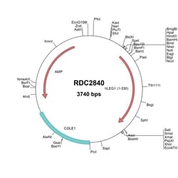 R&D Systems™ Human C6orf58 (NP_001010905) VersaClone cDNA