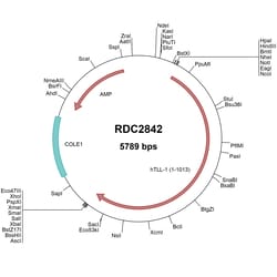 R&D Systems™ Human TLL1 (NP_036596) VersaClone cDNA