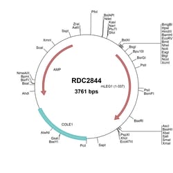 R&D Systems&trade;&nbsp;Mouse 2310057J18Rik (NP_080612) VersaClone cDNA