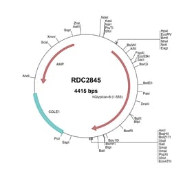 R&D Systems&trade;&nbsp;Human Glypican 6 (NP_005699) VersaClone cDNA