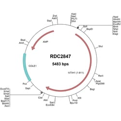 R&D Systems™ Human ITIH1 (NP_002206) VersaClone cDNA