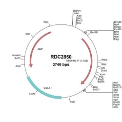 R&D Systems&trade;&nbsp;Human TSPAN17 (NP_036303) VersaClone cDNA
