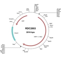 R&D Systems&trade;&nbsp;Rat Neuropilin-1 (NP_659566) VersaClone cDNA