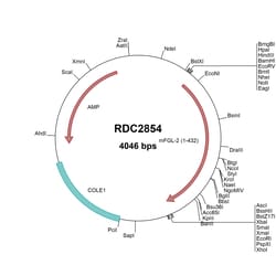 R&D Systems™ Mouse FGL2 (NP_032039) VersaClone cDNA