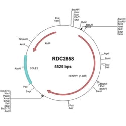 R&D Systems&trade;&nbsp;Human ENPP-1 (NP_006199) VersaClone cDNA