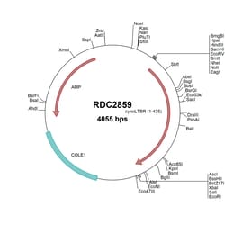R&D Systems™ Cyno Monkey LTbR/TNFRSF3 (XP_005569951) VersaClone cDNA