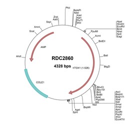 R&D Systems&trade;&nbsp;Human TOX (NP_055544) VersaClone cDNA
