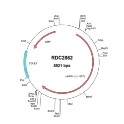 R&D Systems&trade;&nbsp;Mouse NPRA/NPR1 (NP_032753) VersaClone cDNA