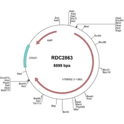 R D Systems Human TMEM2 (NP_037522) VersaClone cDNA 10 &mu;g | Buy Online | R&amp;D Systems&trade; | Fisher Scientific