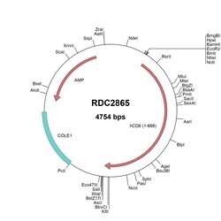 R D Systems Human CD6 (NP_006716) VersaClone cDNA 10 &mu;g | Buy Online | R&amp;D Systems&trade; | Fisher Scientific