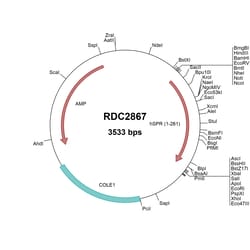 R&D Systems&trade;&nbsp;Human SPR (NP_003115) VersaClone cDNA