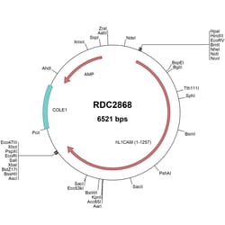 R&D Systems™ Human L1CAM (CAA42508) VersaClone cDNA