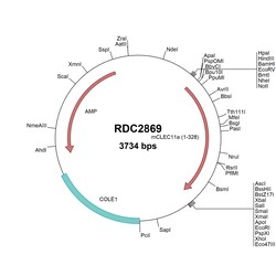 R&D Systems&trade;&nbsp;Mouse SCGF/CLEC11a (NP_033157) VersaClone cDNA