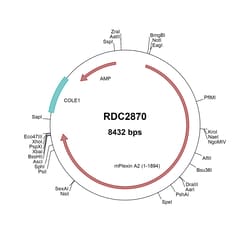 R&D Systems™ Mouse Plexin A2 (NP_032908) VersaClone cDNA