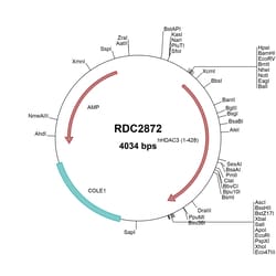 R&D Systems&trade;&nbsp;Human Histone Deacetylase 3/HDAC3(NP_003874) VersaClone cDNA