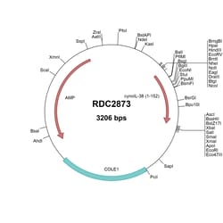 R&D Systems&trade;&nbsp;Cyno Monkey IL-38/IL-1F10 (XP_005575360) VersaClone cDNA