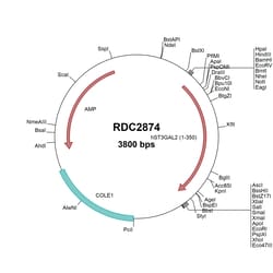 R&D Systems&trade;&nbsp;Human ST3GAL2 (NP_008858) VersaClone cDNA