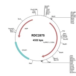 R&D Systems™ Human LRRC1/LANO (NP_060684) VersaClone cDNA