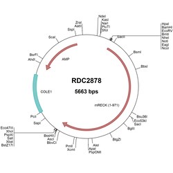 R&D Systems&trade;&nbsp;Mouse RECK (NP_057887) VersaClone cDNA