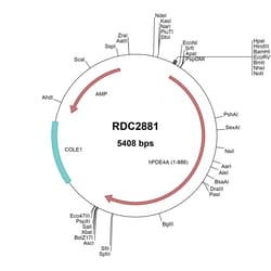 R&D Systems&trade;&nbsp;Human PDE4A (NP_001104777) VersaClone cDNA