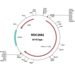 R&D Systems&trade;&nbsp;Rat Tie-2 (NP_001099207) VersaClone cDNA