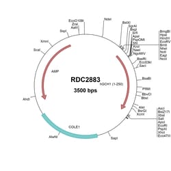 R&D Systems&trade;&nbsp;Human GCH1 (NP_000152) VersaClone cDNA