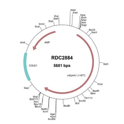 R&D Systems™ Mouse EphA1 (AAH71215) VersaClone cDNA