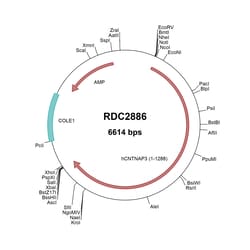 R&D Systems&trade;&nbsp;Human Caspr3/CNTNAP3 (NP_387504) VersaClone cDNA