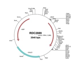 R D Systems Cyno Monkey IL-15R alpha (XP_015311004) VersaClone cDNA 10 &mu;g | Buy Online | R&amp;D Systems&trade; | Fisher Scientific