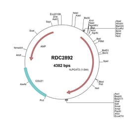 R&D Systems™ Human LPCAT2 (NP_060309) VersaClone cDNA