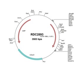 R&D Systems™ Cyno Monkey 4-1BB Ligand (XP_015296398) VersaClone cDNA