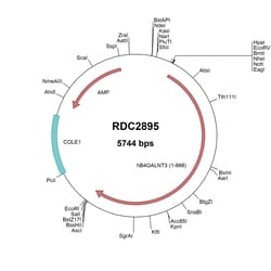 R&D Systems&trade;&nbsp;Human B4GALNT3 (NP_775864) VersaClone cDNA