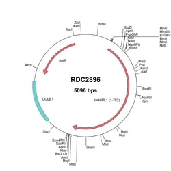 R&D Systems™ Human HHIPL1 (NP_001120730) VersaClone cDNA