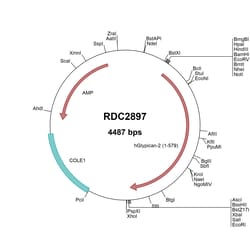 R D Systems Human Glypican 2 (NP_689955) VersaClone cDNA 10 &mu;g | Buy Online | R&amp;D Systems&trade; | Fisher Scientific