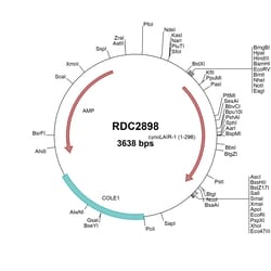 R&D Systems&trade;&nbsp;Cynomolgus Monkey LAIR1 (XP_015297320) VersaClone cDNA