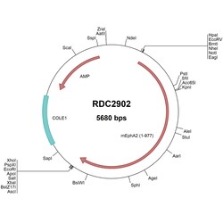 R&D Systems&trade;&nbsp;Mouse EphA2 (NP_034269) VersaClone cDNA
