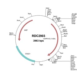 R&D Systems&trade;&nbsp;Human OA1/GPR143 (NP_000264) VersaClone cDNA