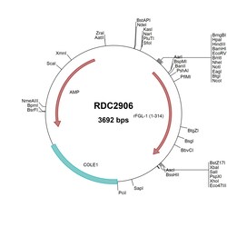 R&D Systems&trade;&nbsp;Rat Hepassocin/FGL1 (AAH88107) VersaClone cDNA