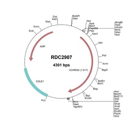 R&D Systems&trade;&nbsp;Human CHRNG (NP_005190) VersaClone cDNA