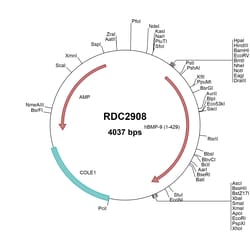 R&D Systems&trade;&nbsp;Human BMP-9 (NP_057288) VersaClone cDNA