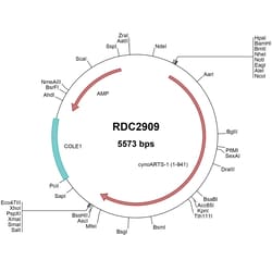 R&D Systems&trade;&nbsp;Cynomolgus Monkey ARTS1 (XP_005557484) VersaClone cDNA