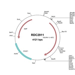 R&D Systems™ Human GLRA1 (NP_001139512) VersaClone cDNA