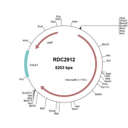 R&D Systems™ Human Semaphorin 5B (NP_001026872) VersaClone cDNA