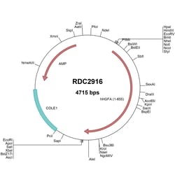 R&D Systems&trade;&nbsp;Human HGF Activator (NP_001519) VersaClone cDNA